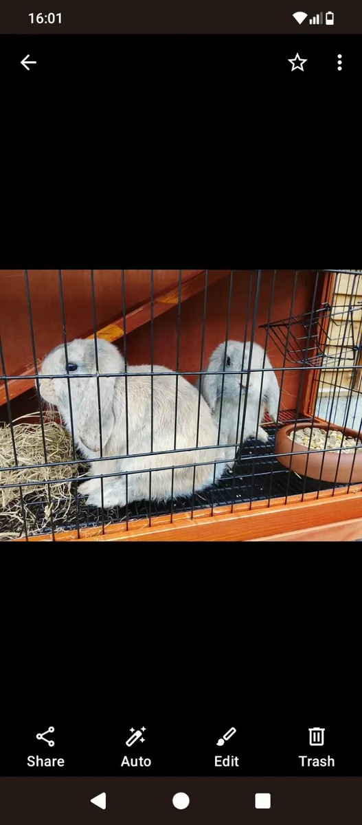 Pets - Image 1