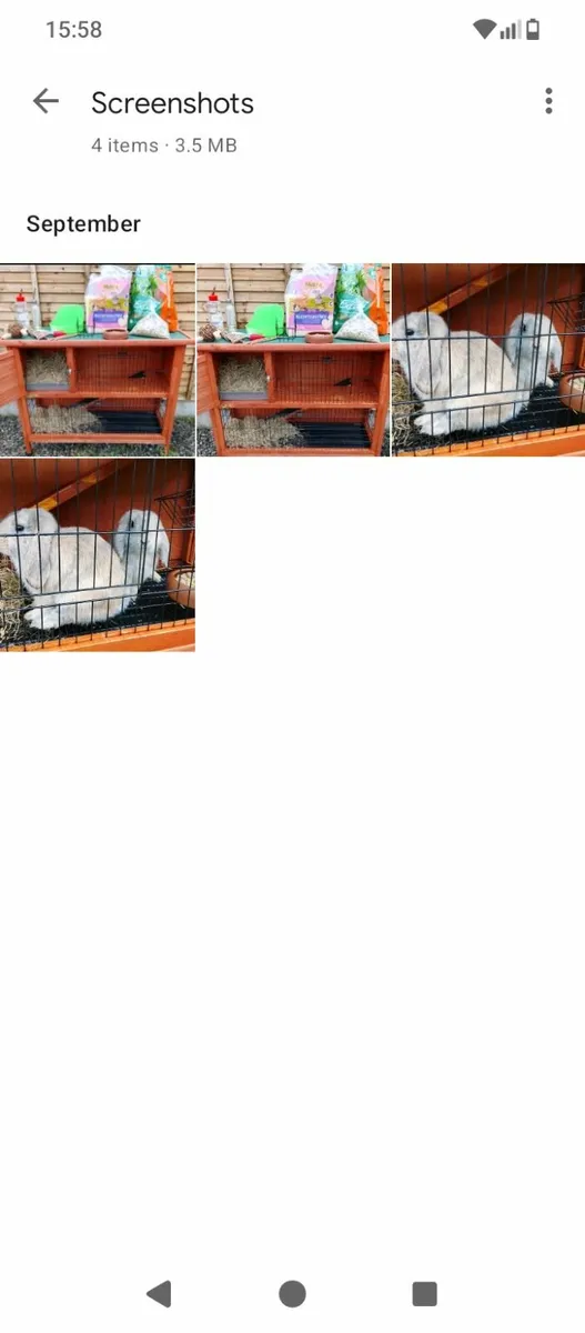 Pets - Image 3