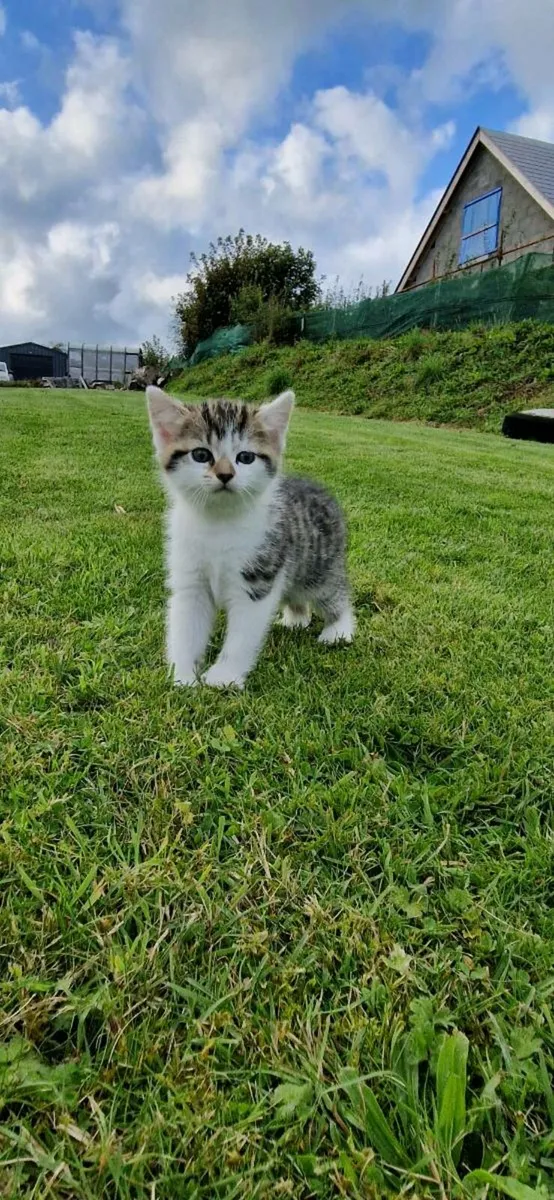 Kittens - Image 1