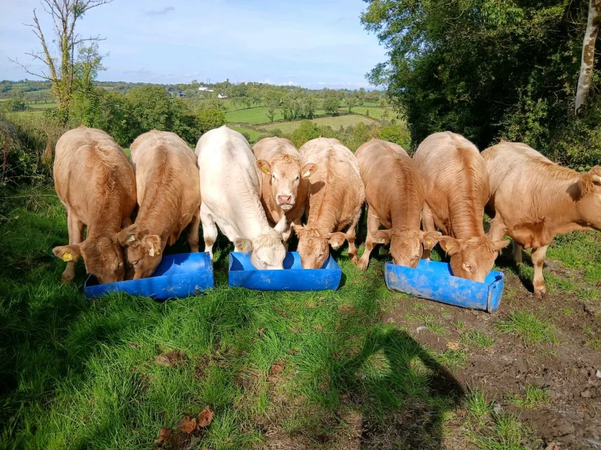 Heifers - Image 1