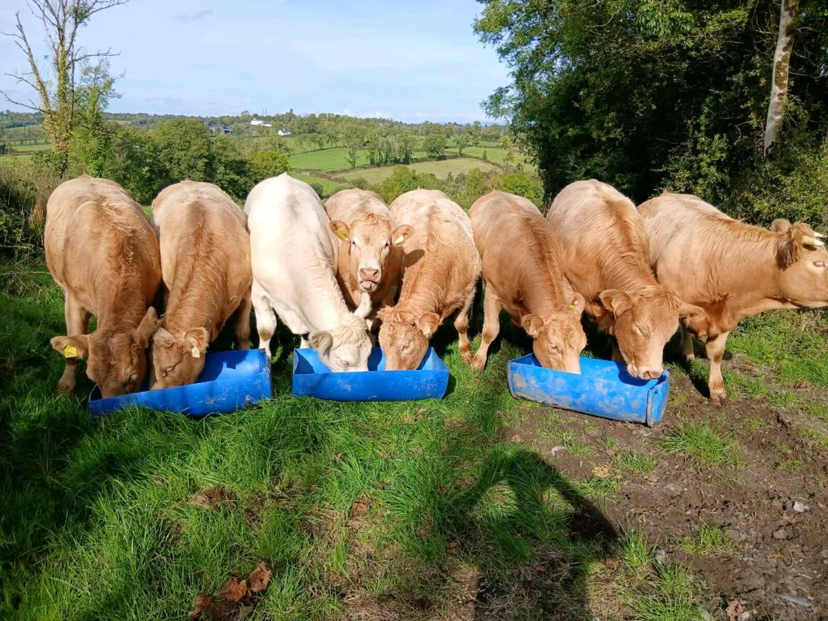 Heifers - Image 2