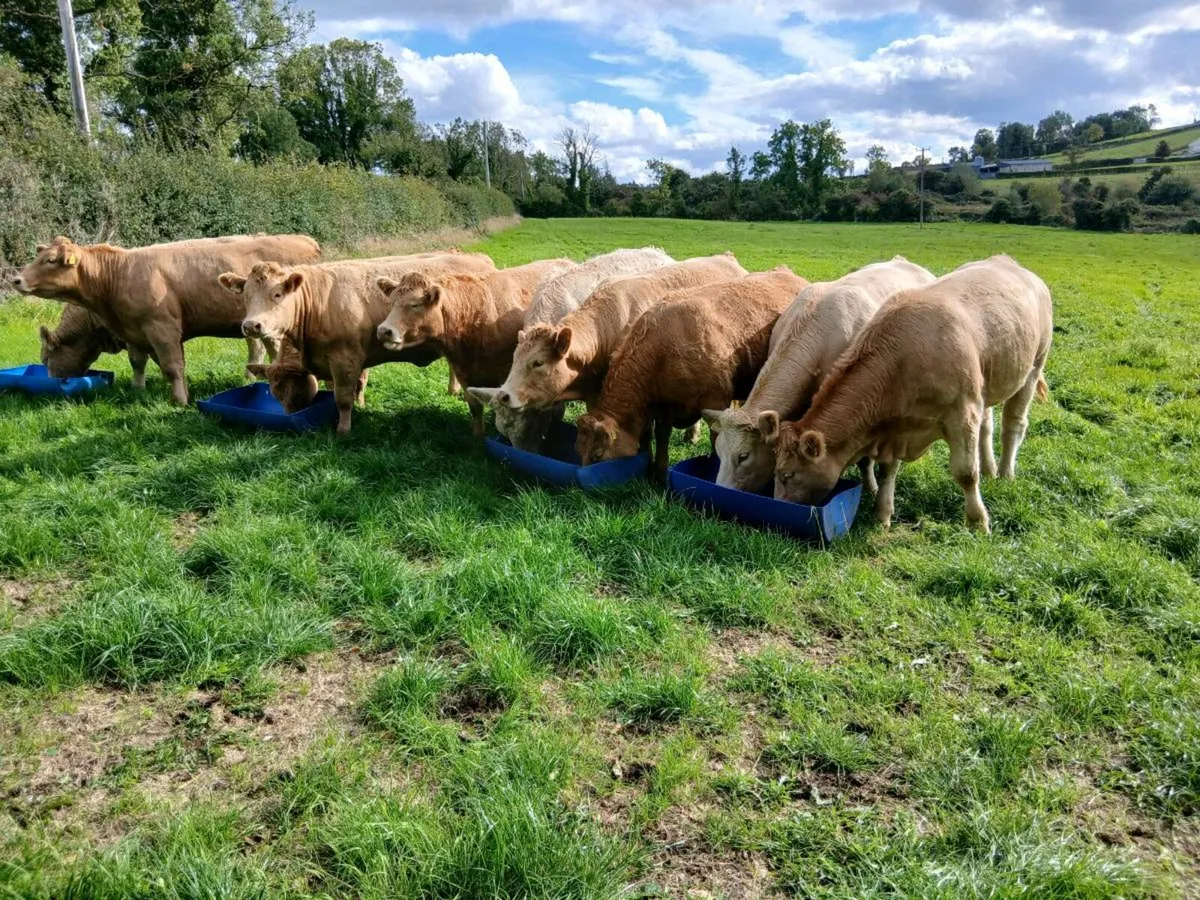 Heifers - Image 3