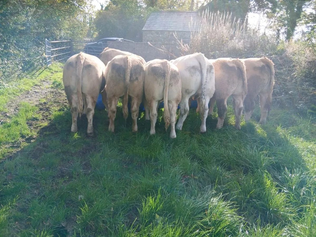 Heifers - Image 4