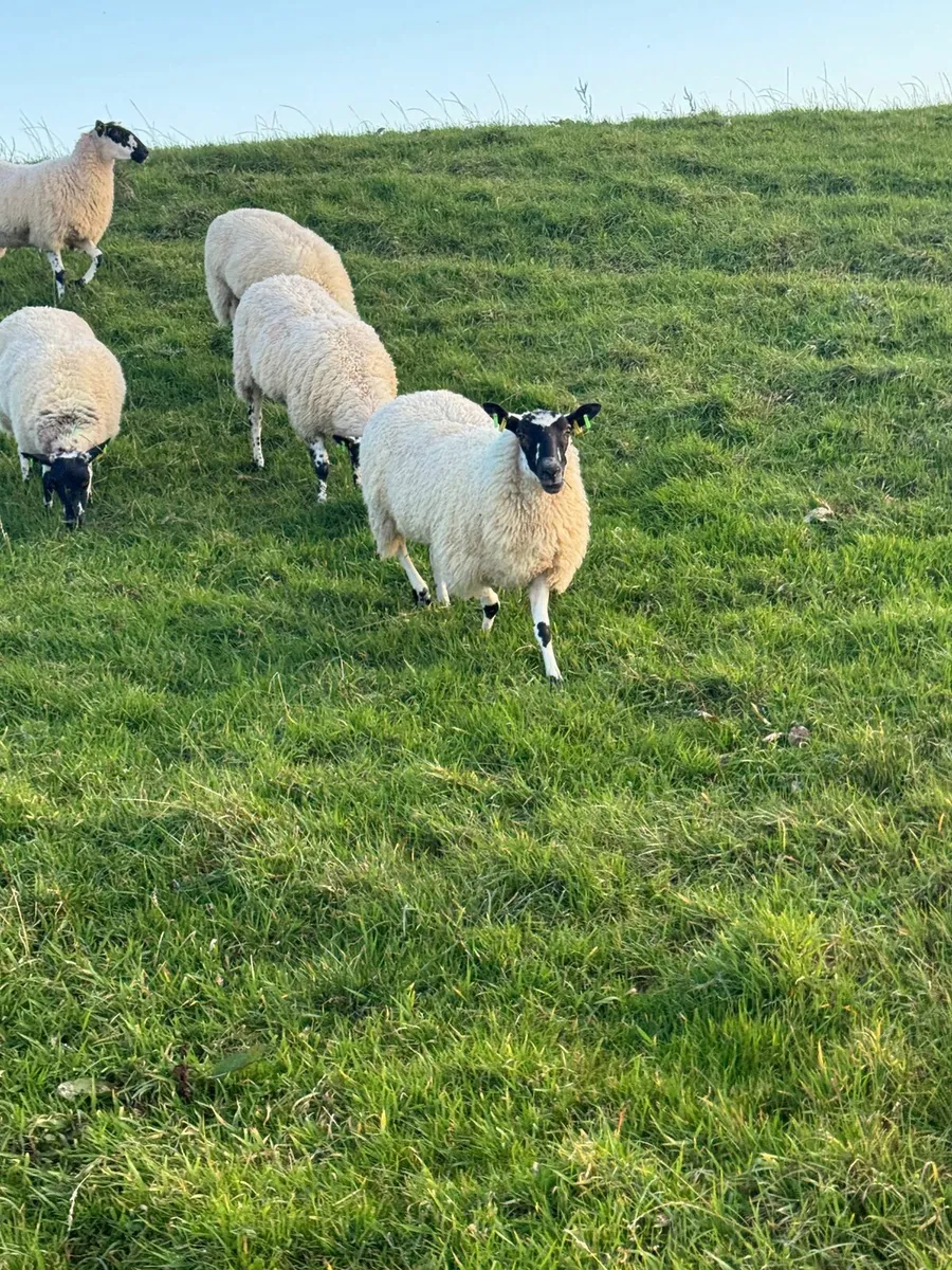 Mule ewe hoggetts - Image 2