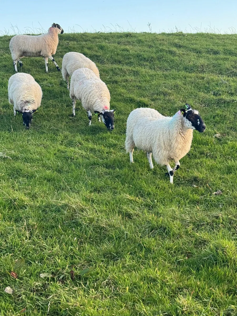 Mule ewe hoggetts - Image 3