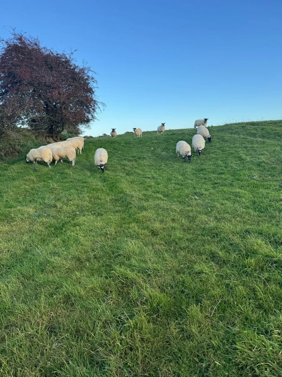 Mule ewe hoggetts - Image 4