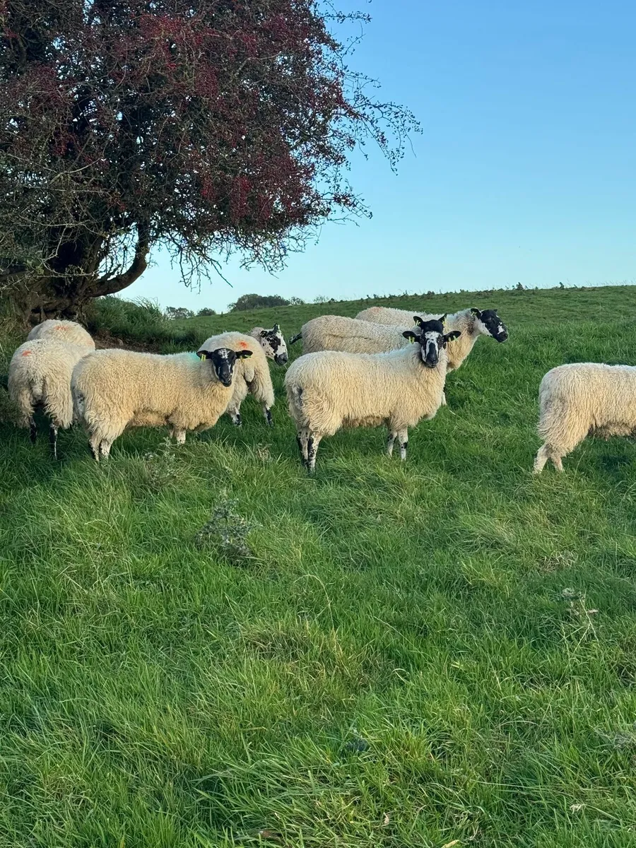 Mule ewe hoggetts - Image 1