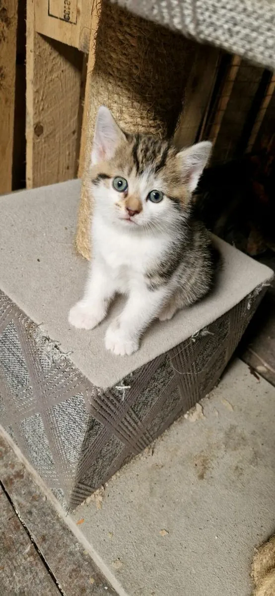 Kittens - Image 2