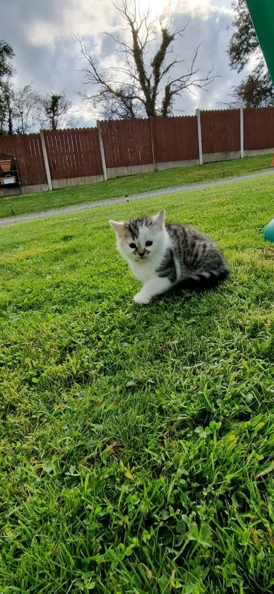 Kittens - Image 4