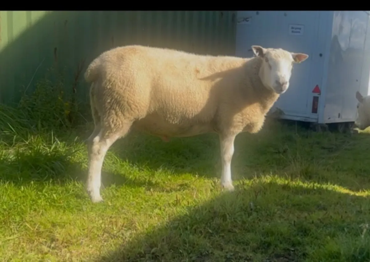 Belclare Shearling rams - Image 4