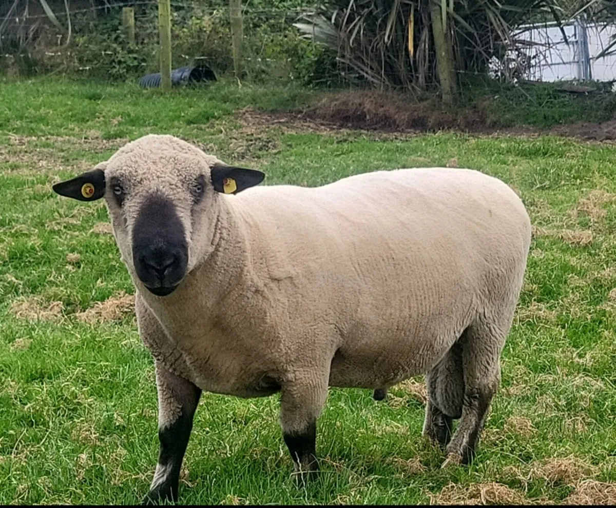 ⭐️Pedigree Hampshire Down Ram Lambs⭐️ - Image 1