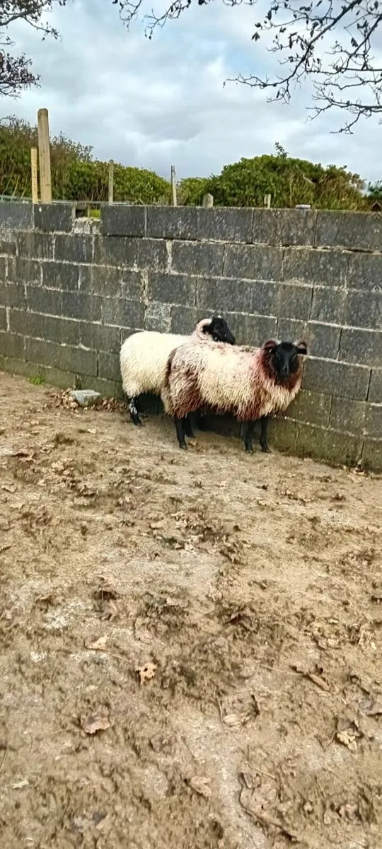 Ewe lambs - Image 2