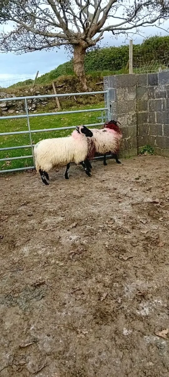 Ewe lambs - Image 1