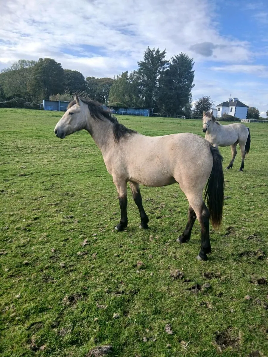 2 Connemara Ponies will be in clifden sale 23-27th - Image 1