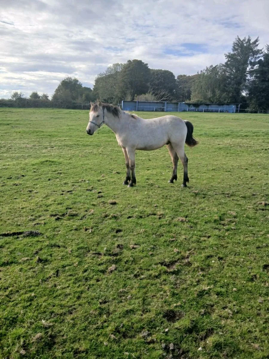 2 Connemara Ponies will be in clifden sale 23-27th - Image 2