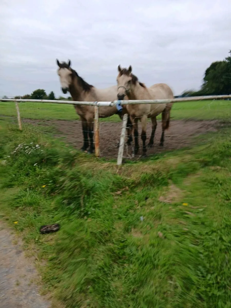 2 Connemara Ponies will be in clifden sale 23-27th - Image 3