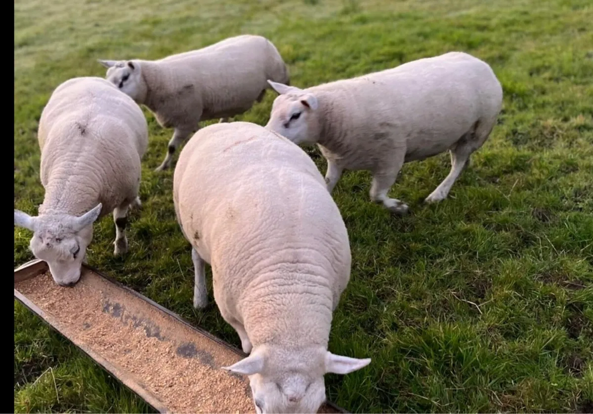 Texel & Charolais Rams - Image 1