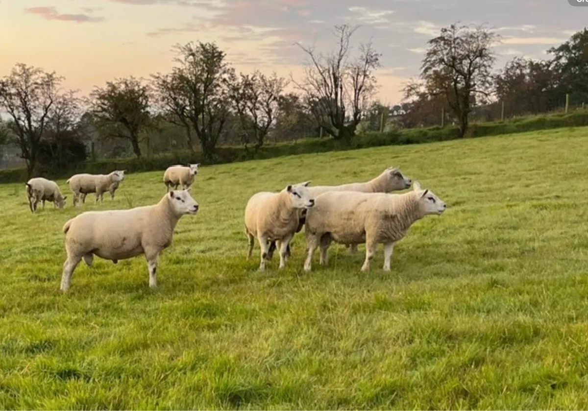 Texel & Charolais Rams - Image 3