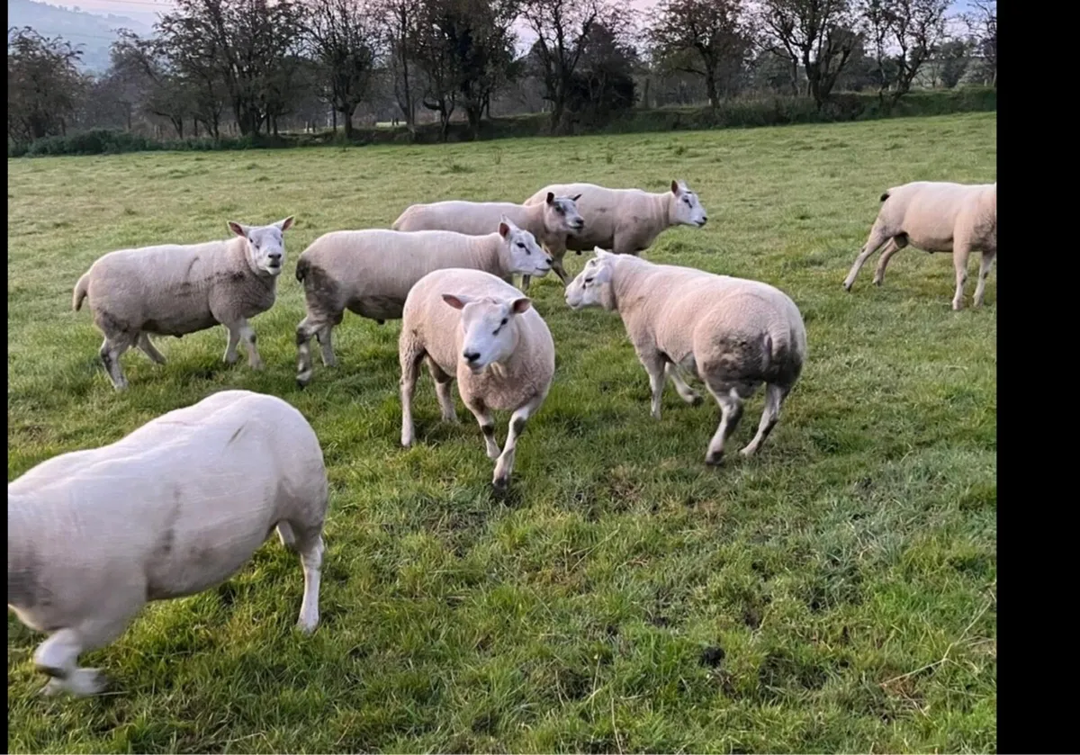 Texel & Charolais Rams - Image 4