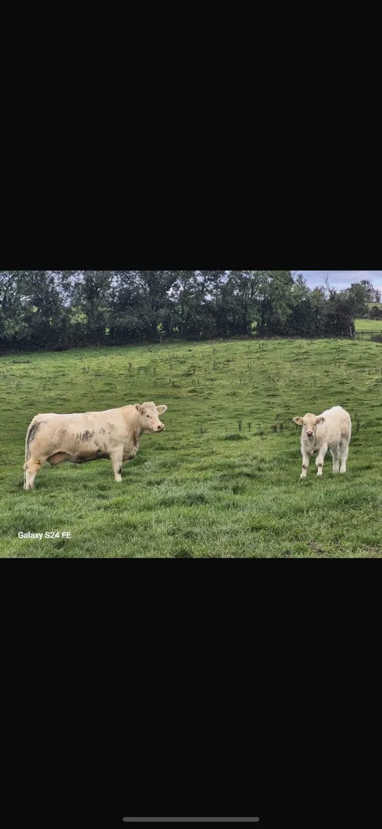 PBR Charolais Cow+Calf Sells in Carnaross Tomorow - Image 1