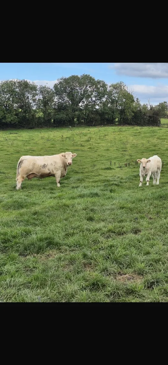 PBR Charolais Cow+Calf Sells in Carnaross Tomorow - Image 2