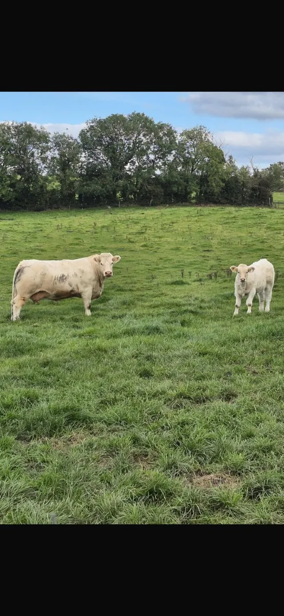 PBR Charolais Cow+Calf Sells in Carnaross Tomorow - Image 3