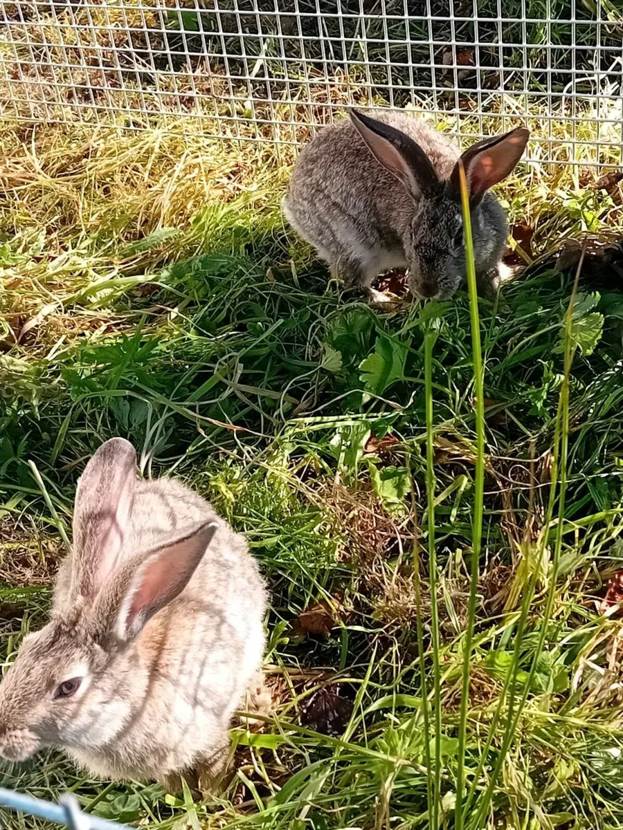 Flemish Giant - Image 1