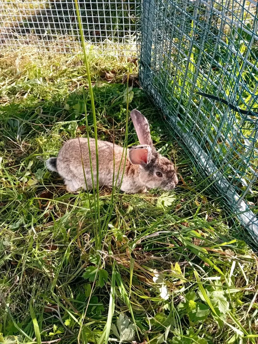 Flemish Giant - Image 2