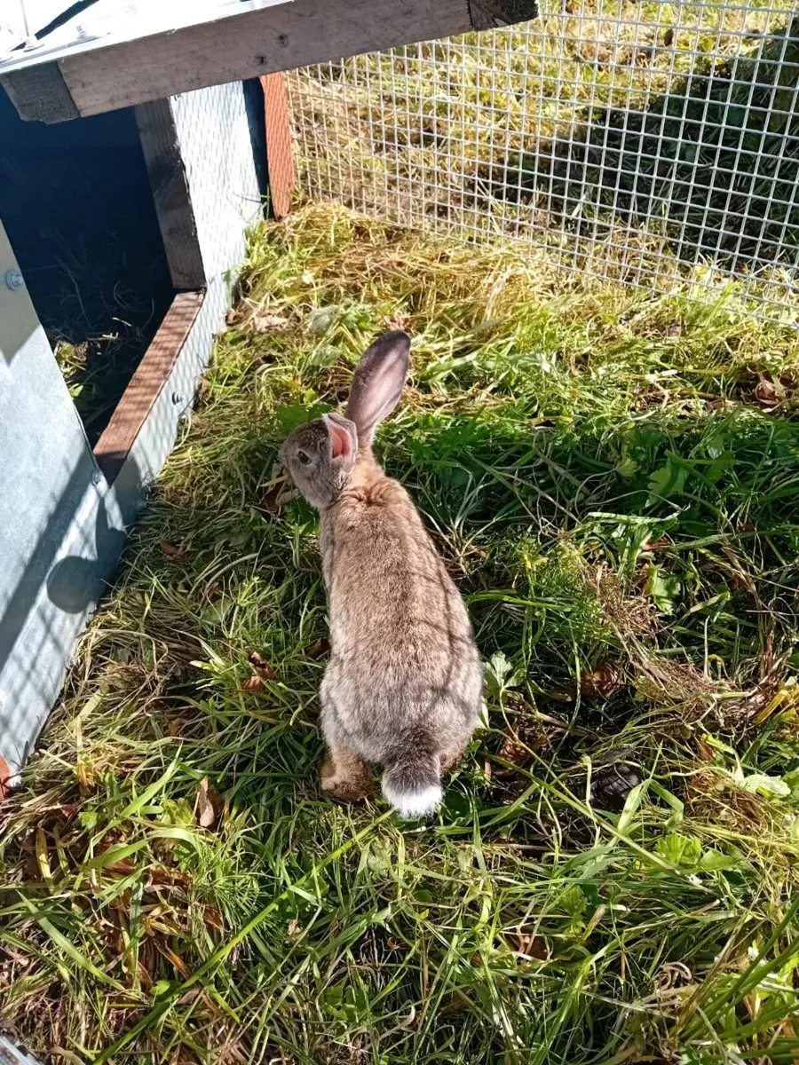 Flemish Giant - Image 3