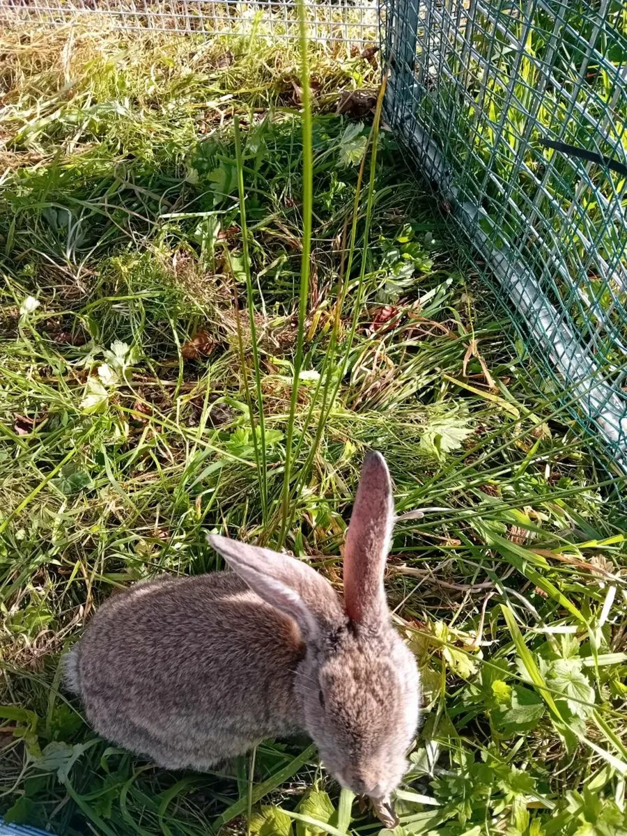 Flemish Giant - Image 4