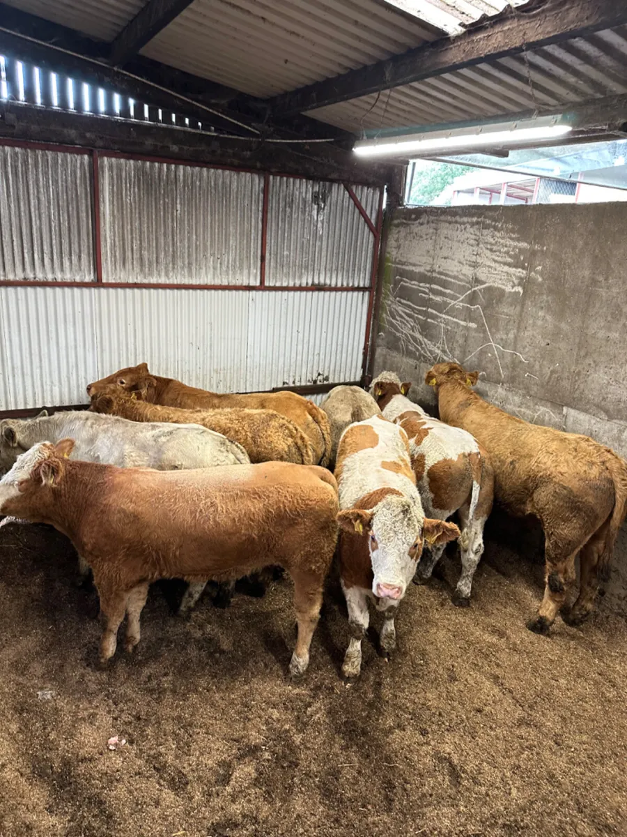 Forward bullocks - Image 4