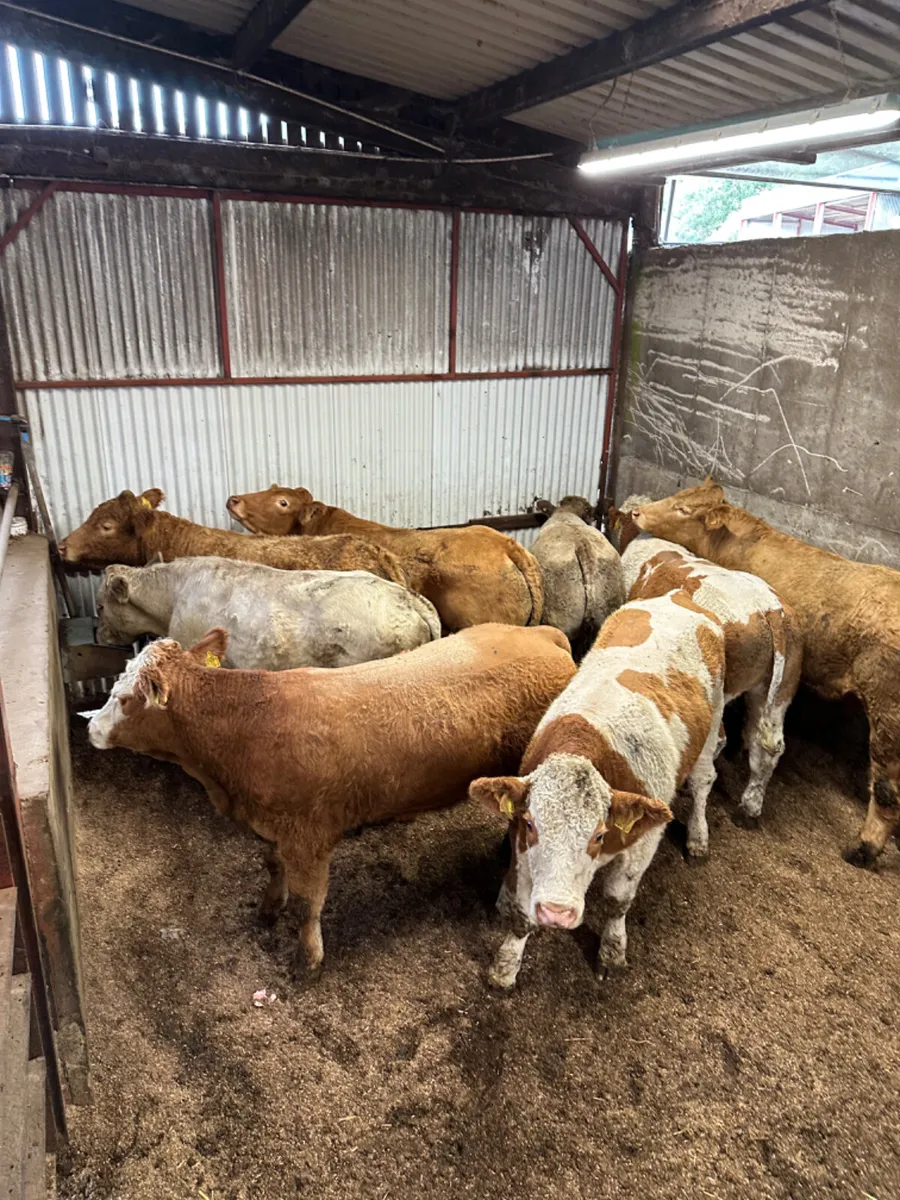 Forward bullocks - Image 3