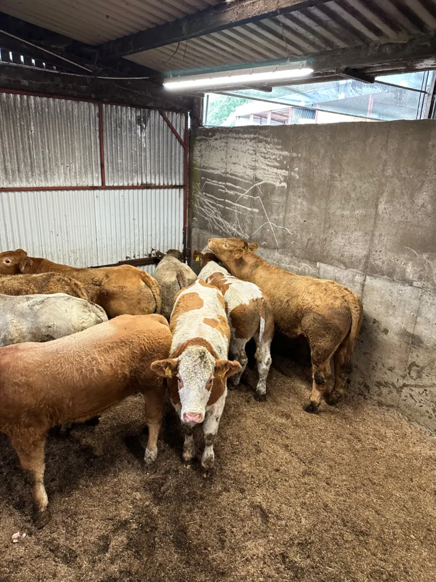Forward bullocks - Image 1