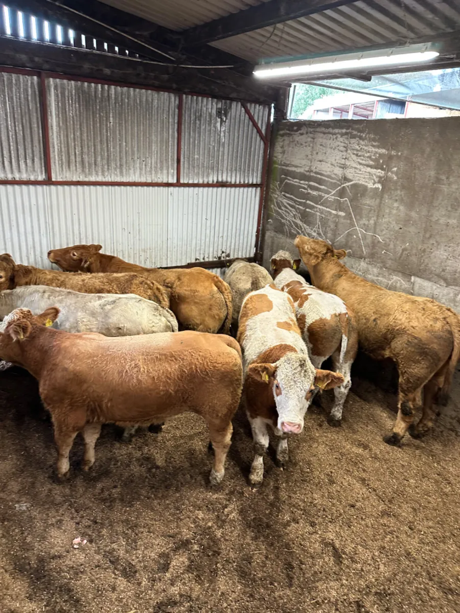 Forward bullocks - Image 2
