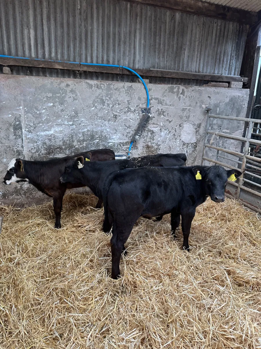 Heifers - Image 2