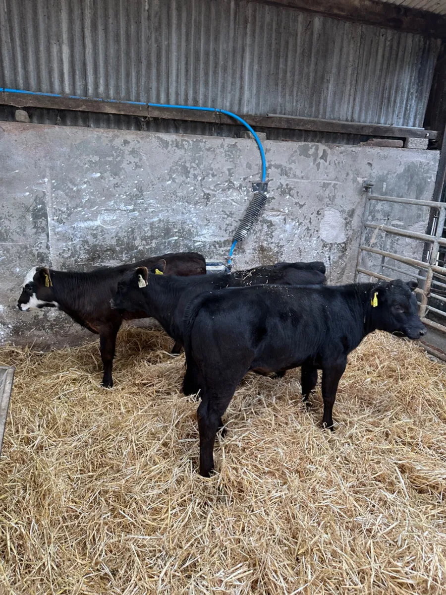 Heifers - Image 1