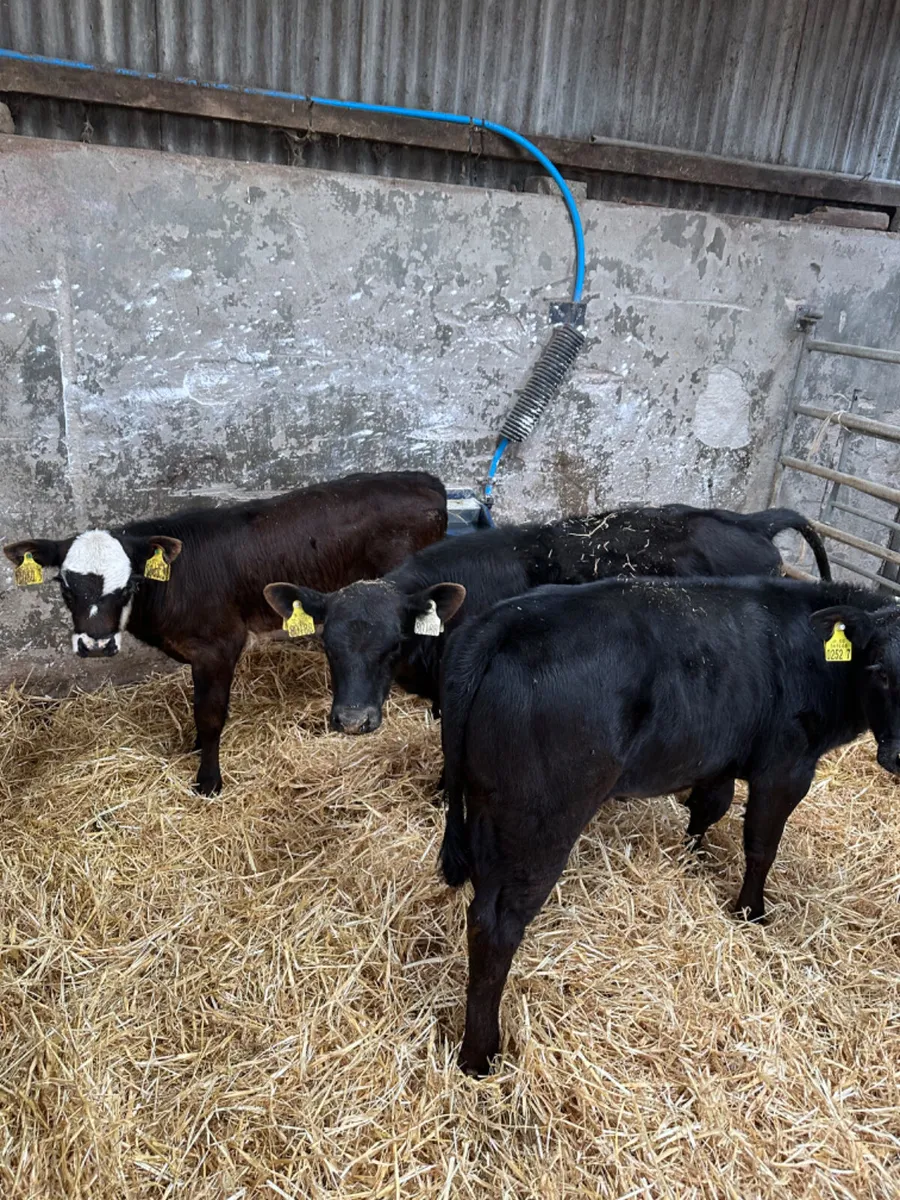 Heifers - Image 3