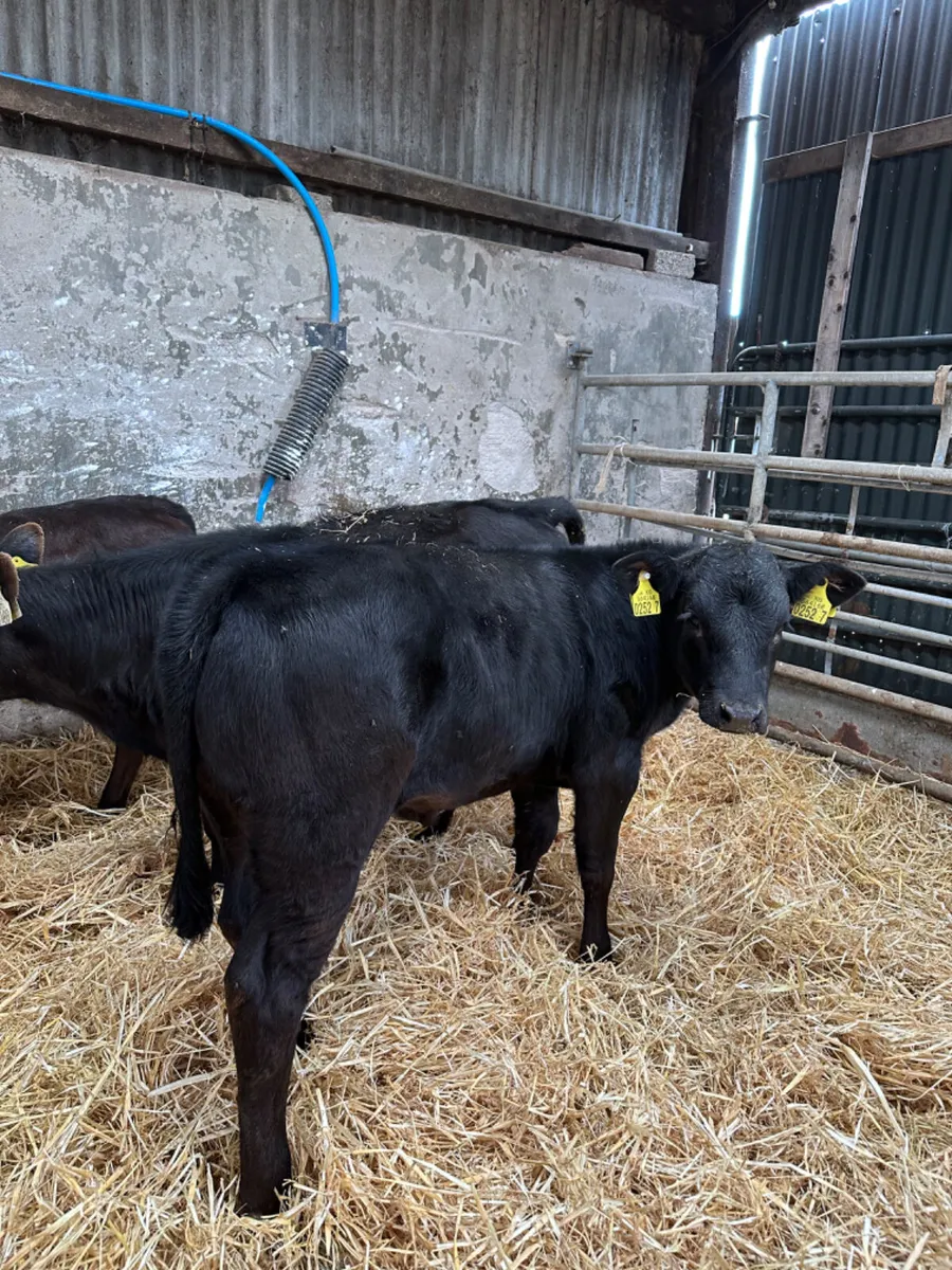 Heifers - Image 4