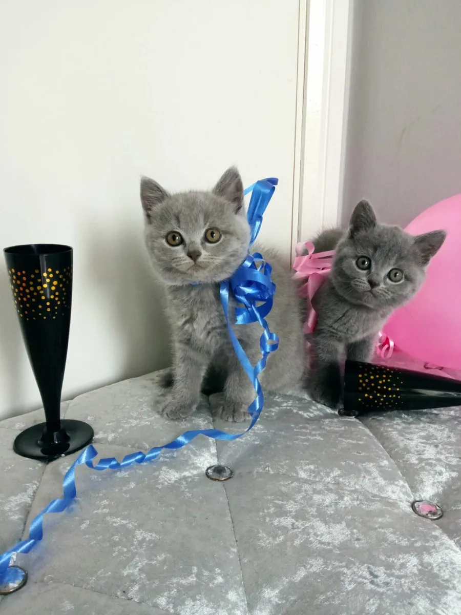 Amazing Purebred British Shorthair kittens - Image 4
