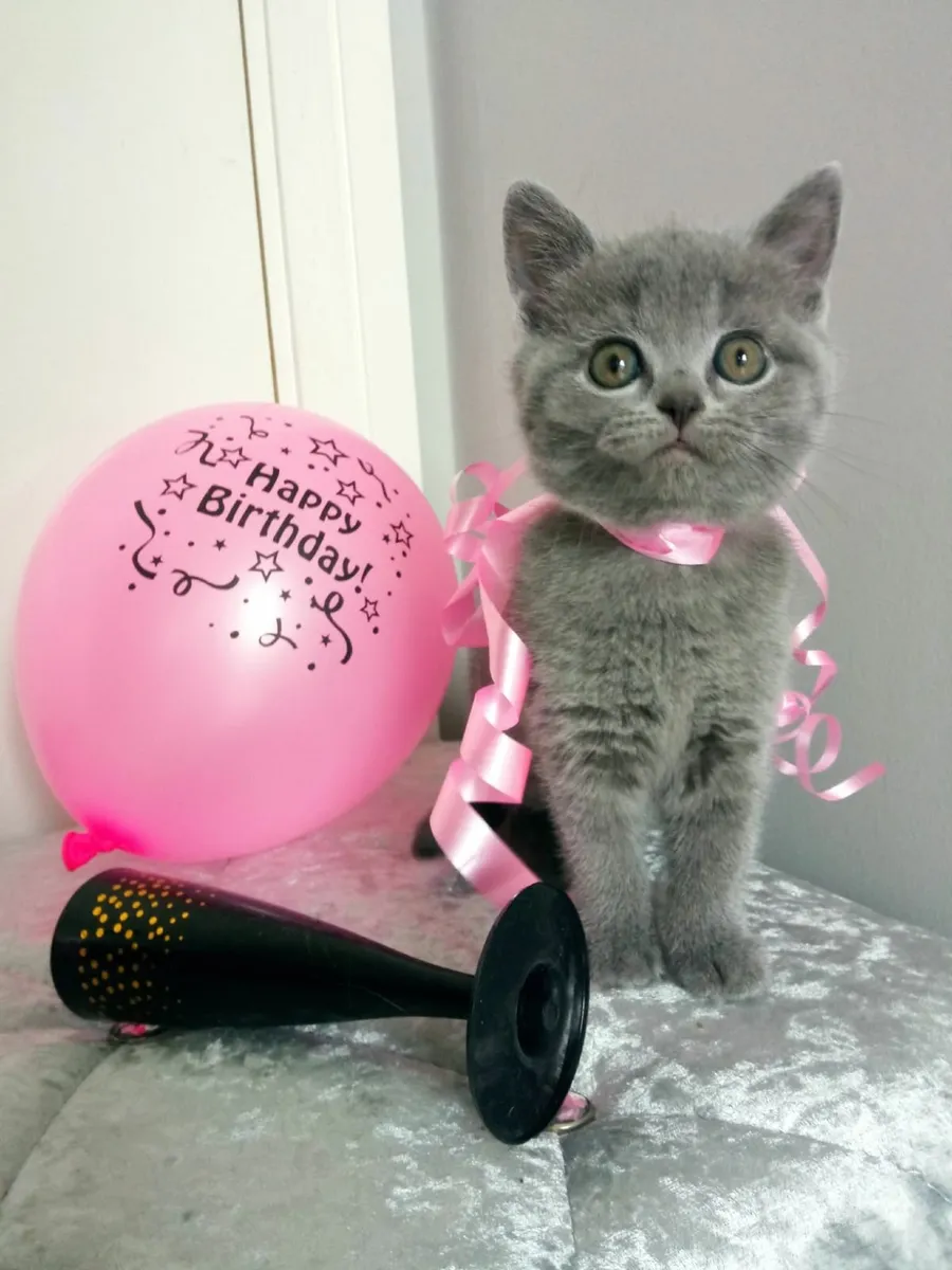 Amazing Purebred British Shorthair kittens - Image 1