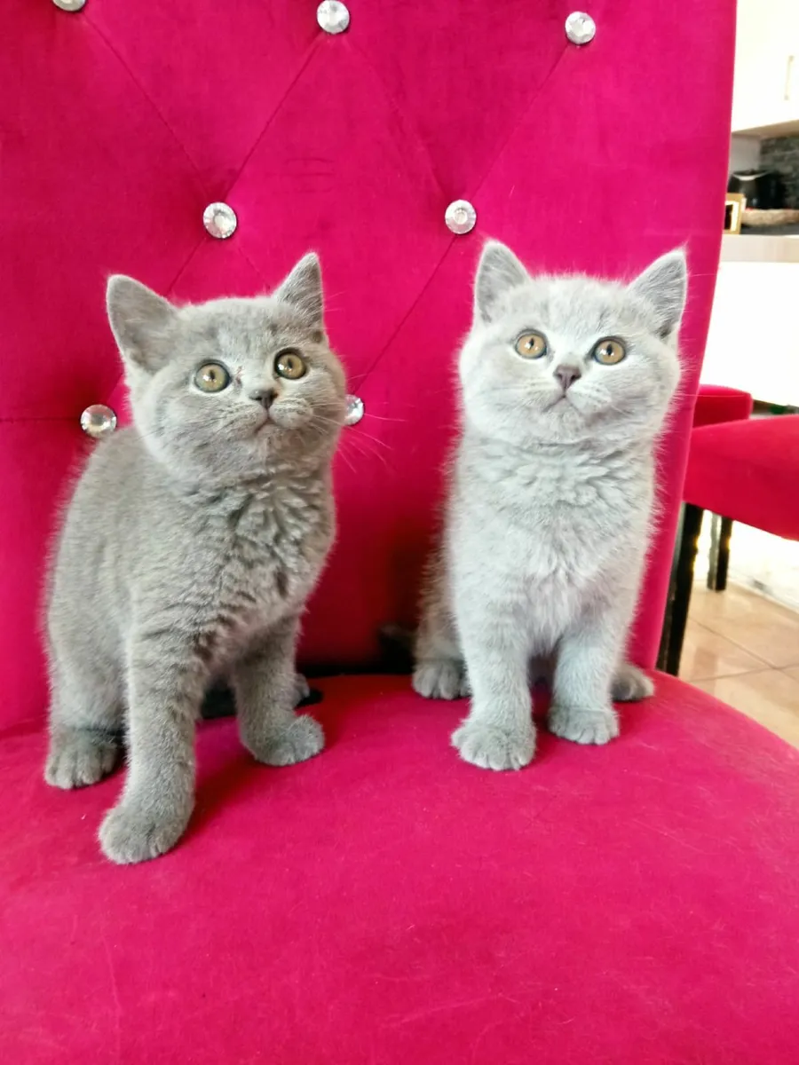 Amazing Purebred British Shorthair kittens - Image 2
