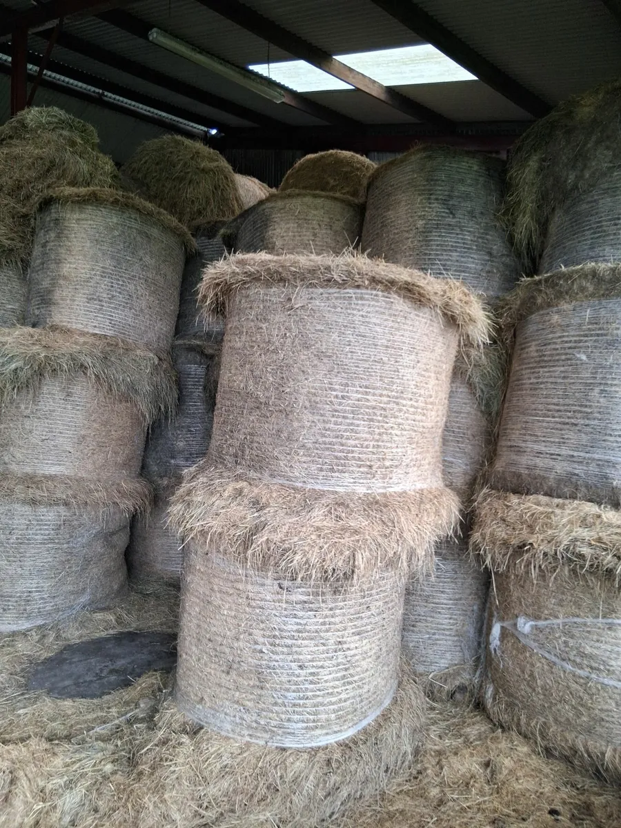 Hay - Image 1