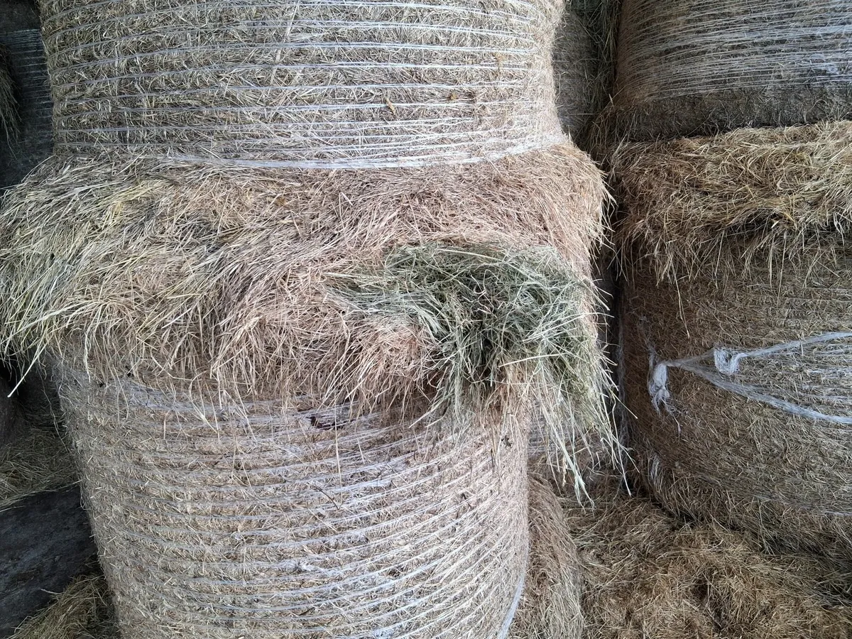 Hay - Image 2