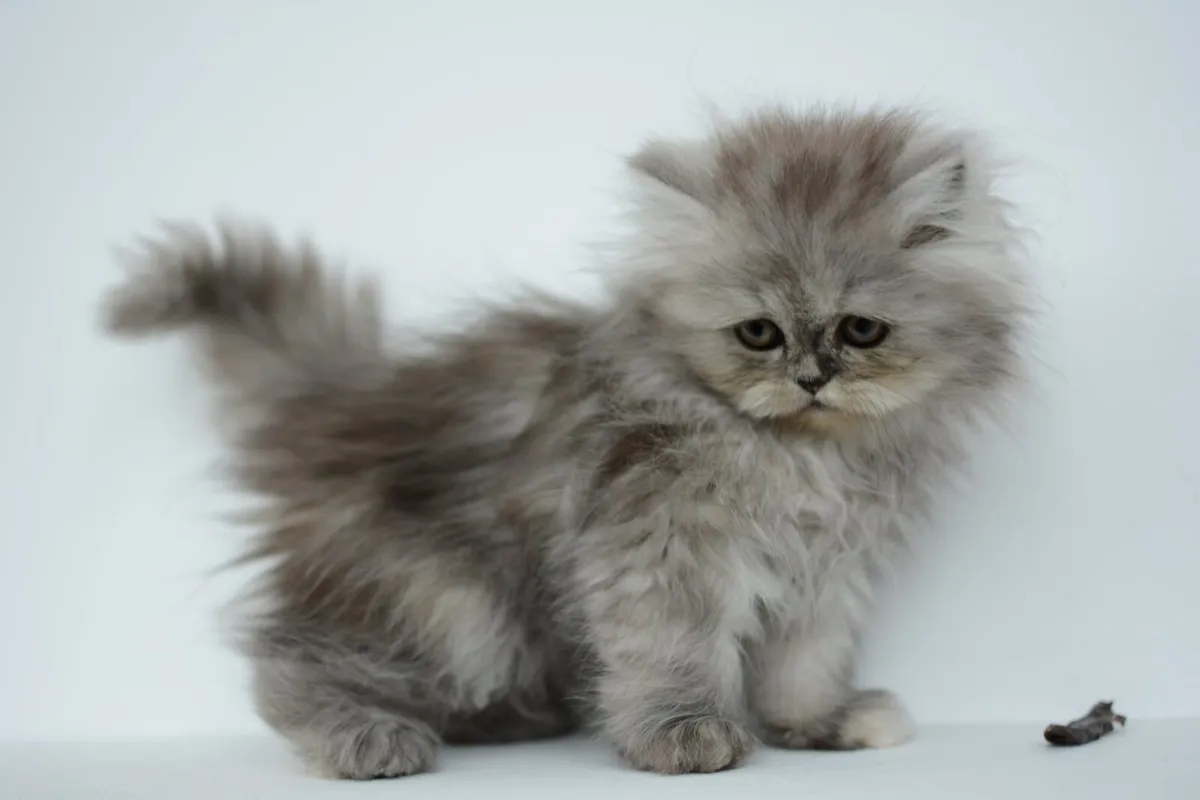 Purebred Persian Kittens- Vaccinated & Microchiped - Image 1