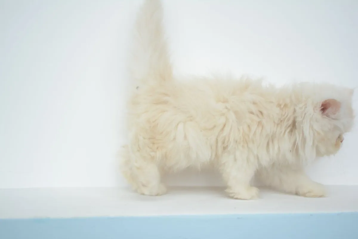 Purebred Persian Kittens- Vaccinated & Microchiped - Image 2