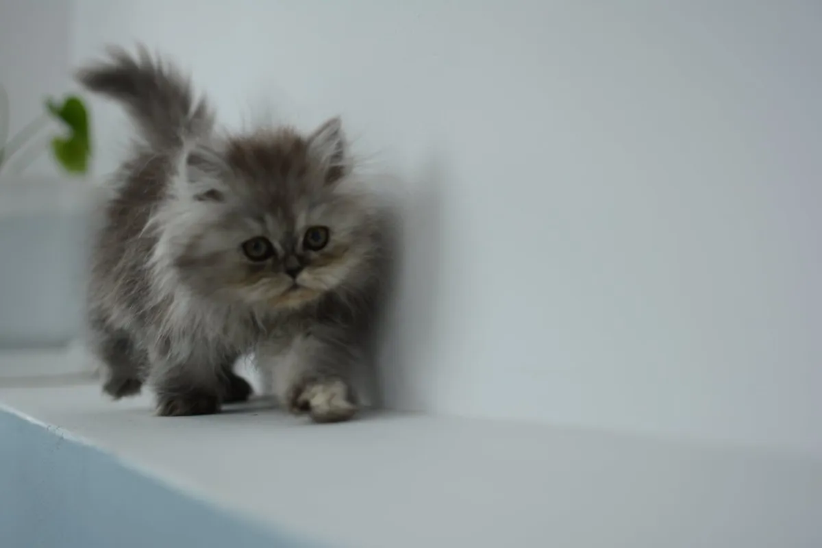 Purebred Persian Kittens- Vaccinated & Microchiped - Image 4