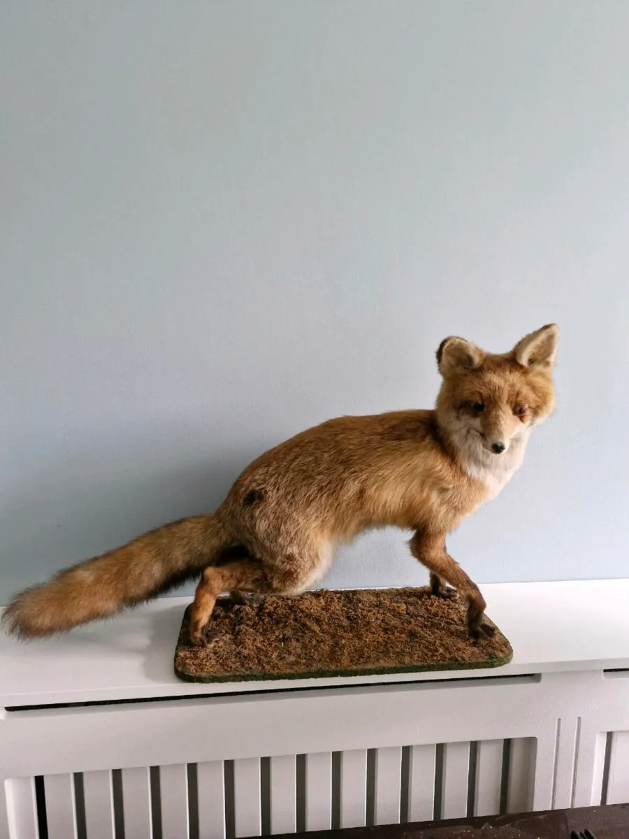 Taxidermy Fox - Image 1