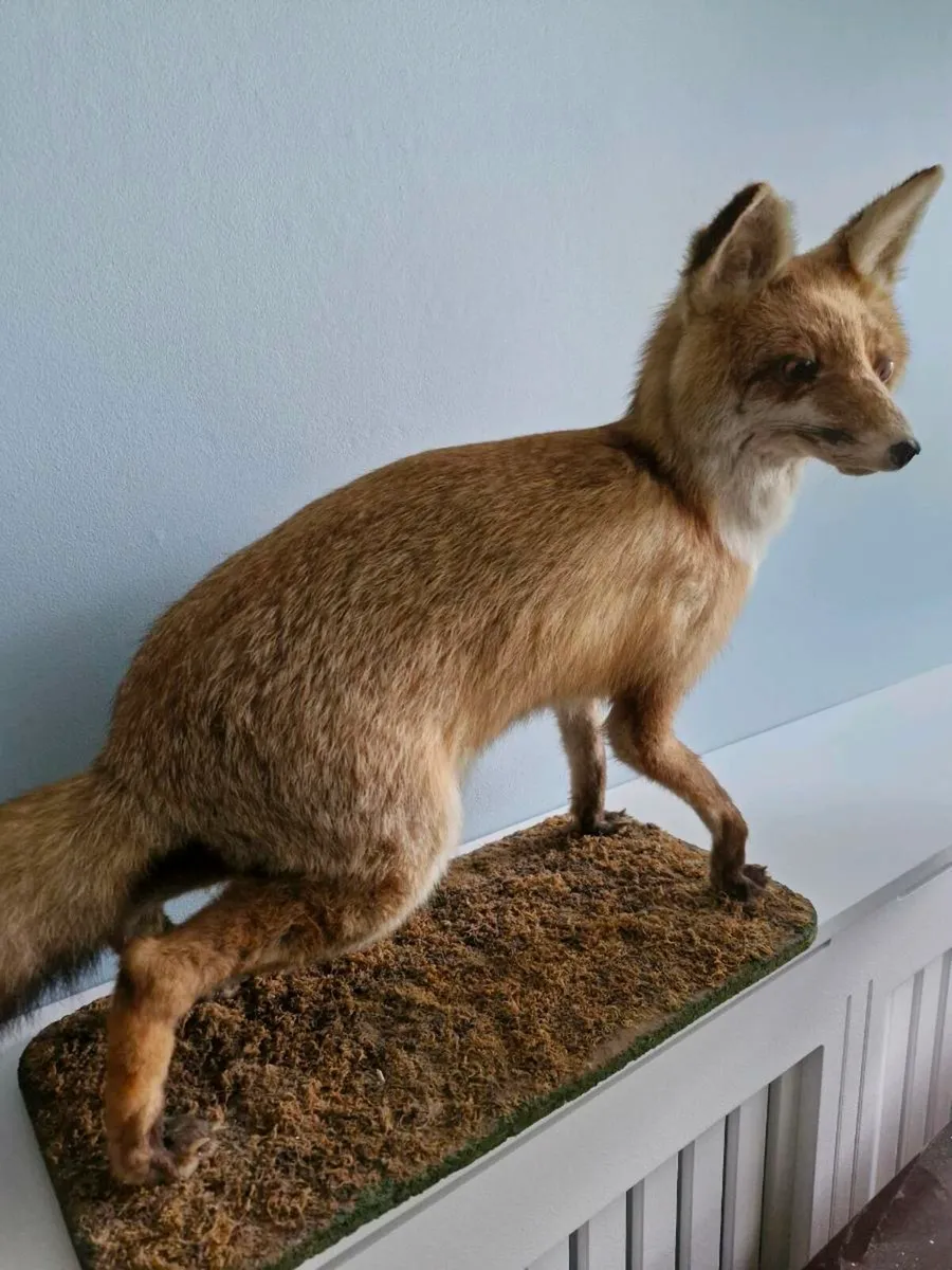 Taxidermy Fox - Image 2