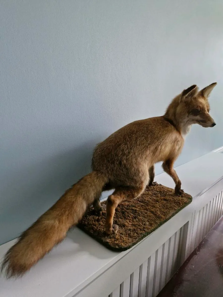 Taxidermy Fox - Image 3