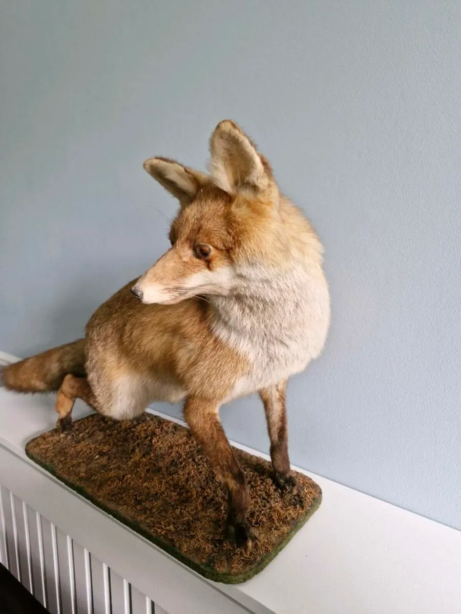 Taxidermy Fox - Image 4